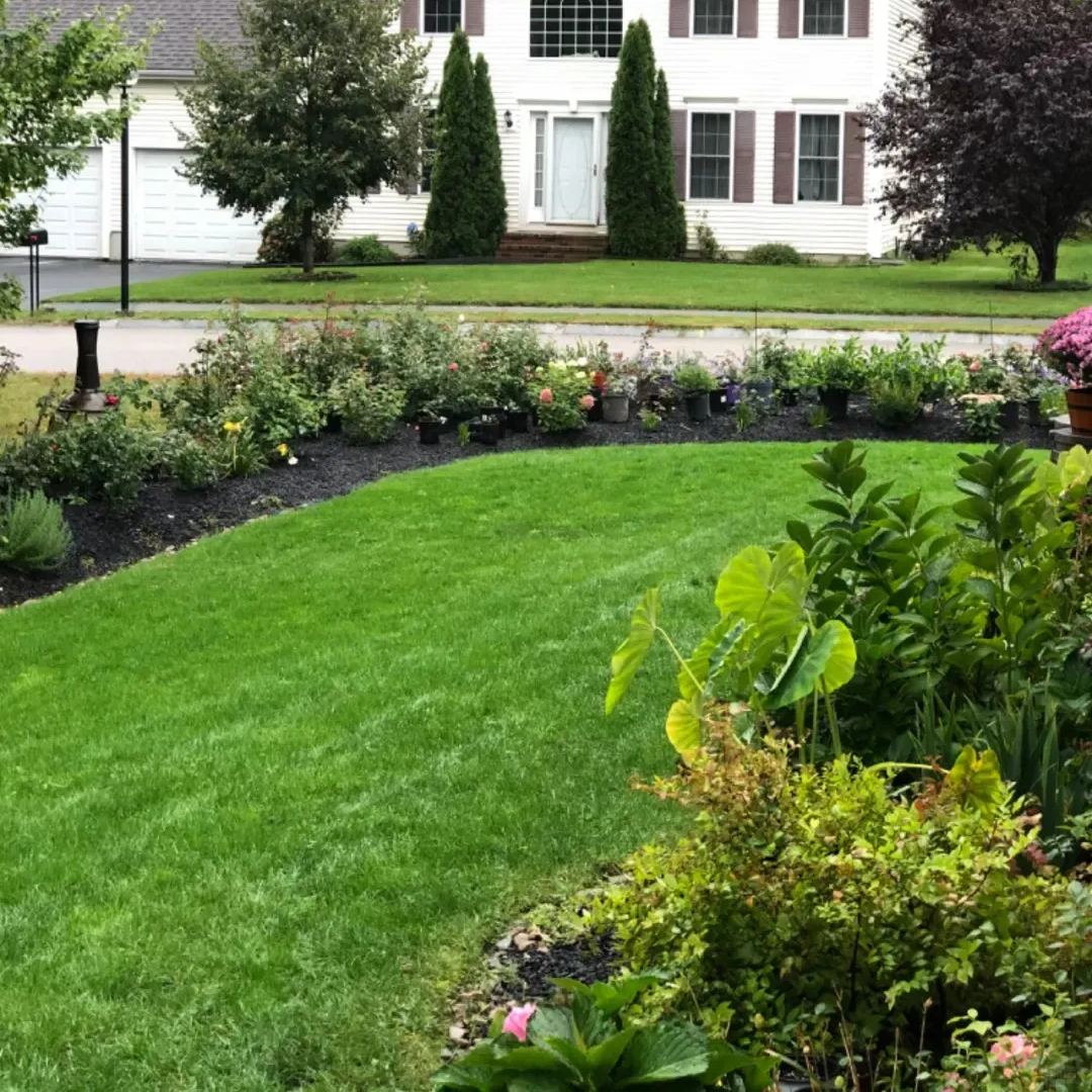 🌱 Four Seasons Evergreen Dwarf Grass Seed | Create Your Perfect Lawn, Starting Here!